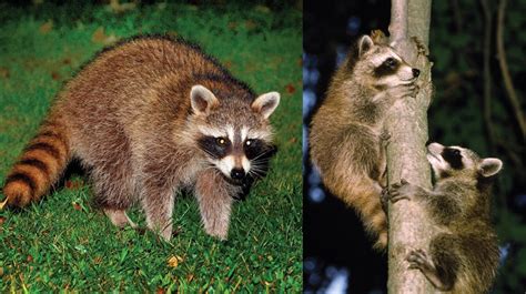 how old do raccoons get.